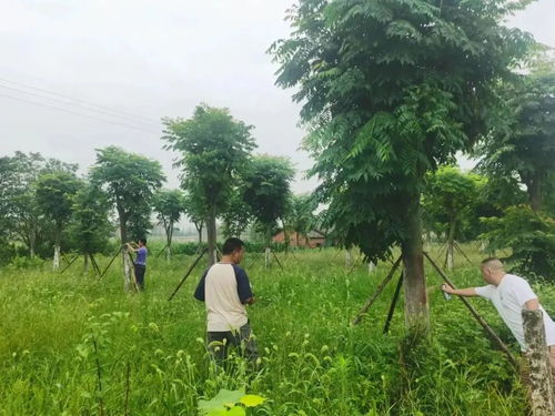 長江河道管理局公安分局 全力以赴推進林木普查，守護河道綠色生態屏障