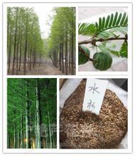 水杉樹的全面剖析 產品參考、生態價值與經營指南